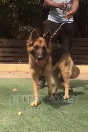 6-12 months Male Purebred German Shepherd