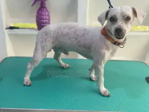 Dog Grooming #Summer Cut Series 0001