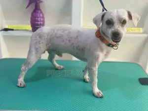 Dog Grooming #Summer Cut Series 0001