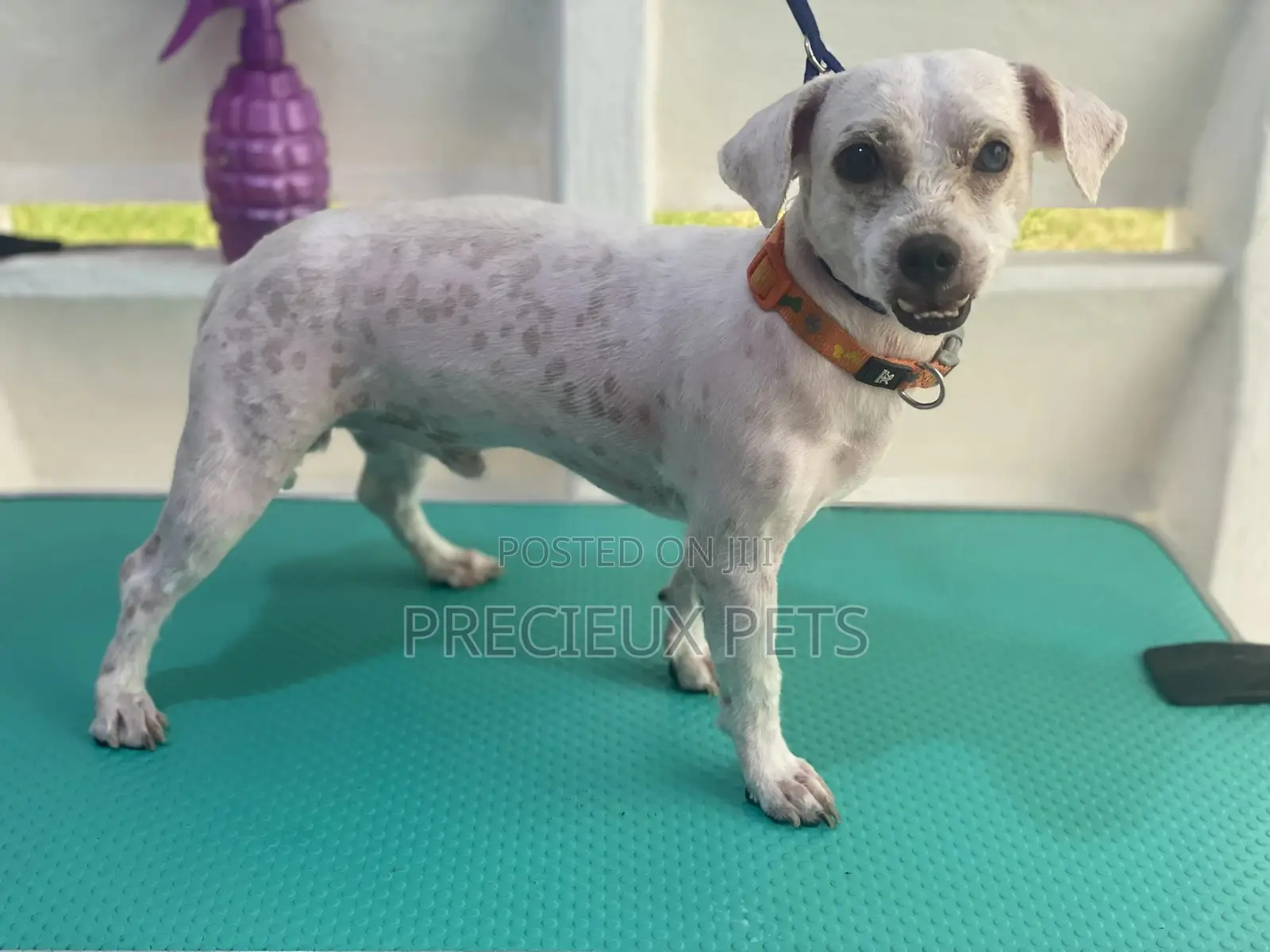 Dog Grooming #Summer Cut Series 0001