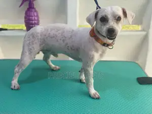 Dog Grooming #Summer Cut Series 0001
