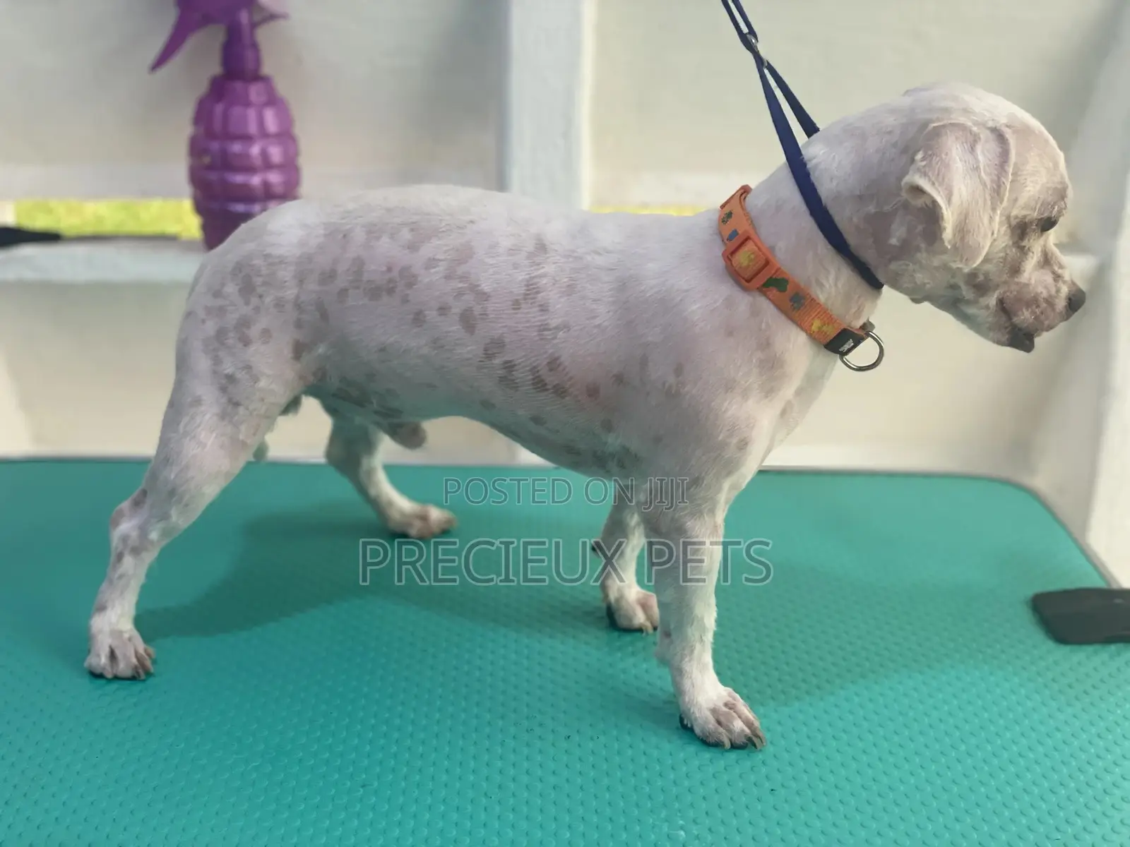 Dog Grooming #Summer Cut Series 0001