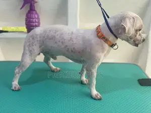 Dog Grooming #Summer Cut Series 0001