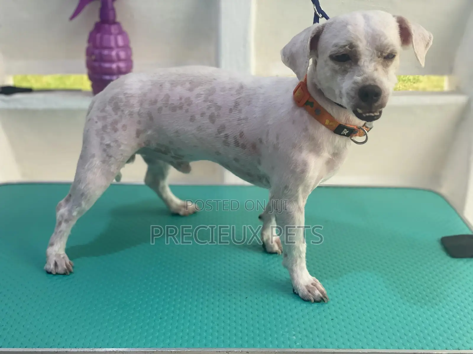 Dog Grooming #Summer Cut Series 0001