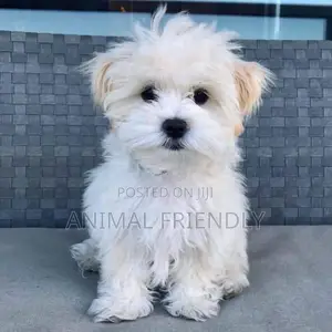 1-3 months Male Purebred Poodle