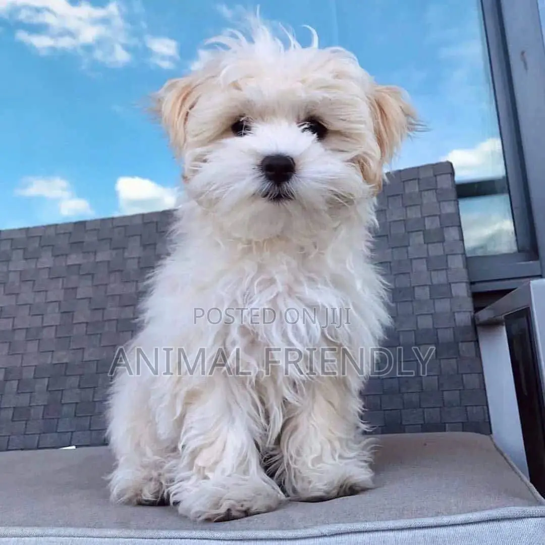 1-3 months Male Purebred Poodle