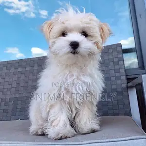 1-3 months Male Purebred Poodle