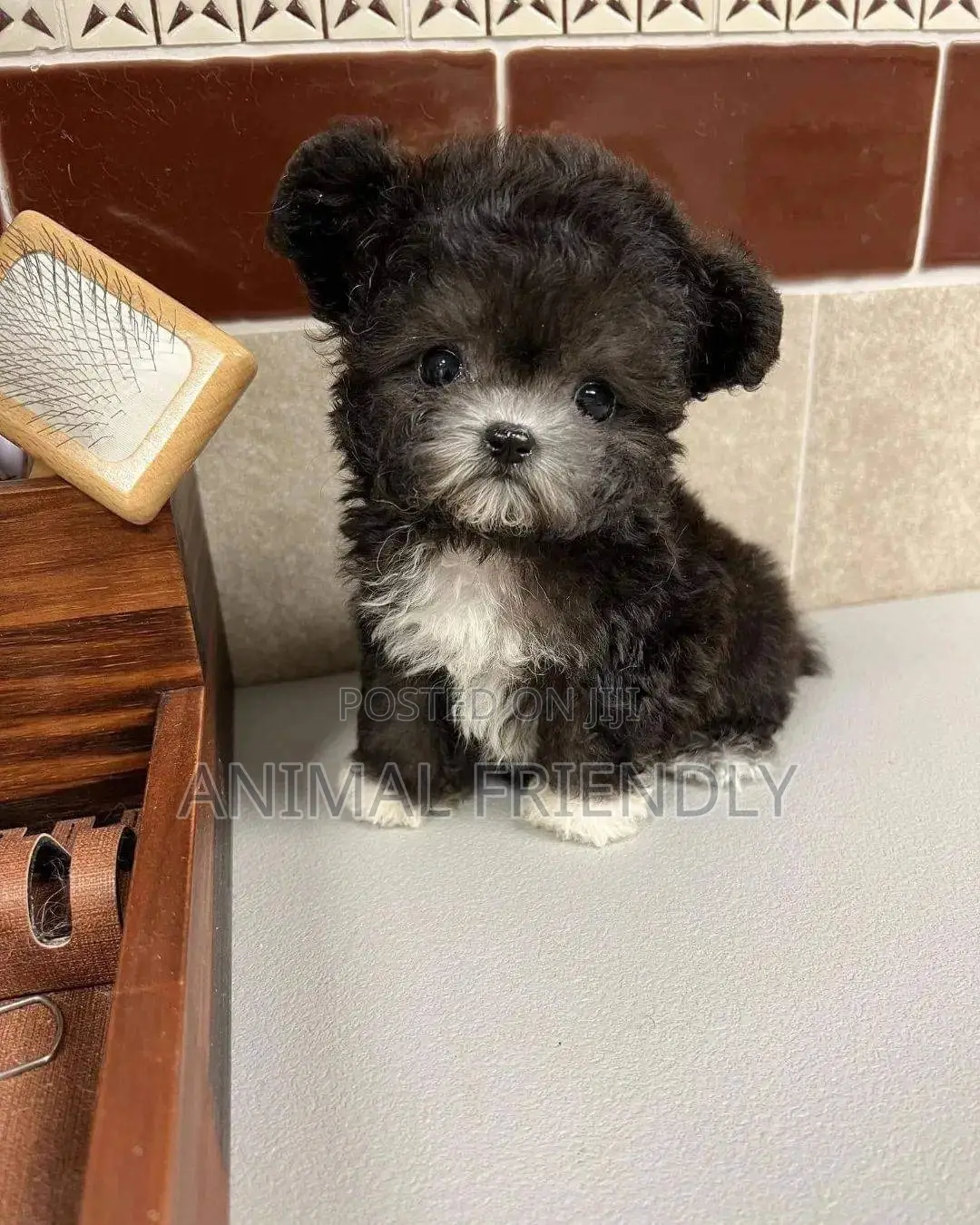 1-3 months Male Purebred Poodle