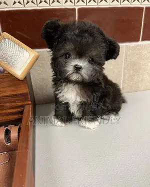 1-3 months Male Purebred Poodle