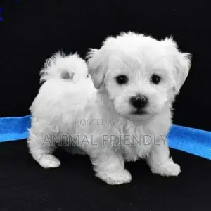 1-3 months Male Purebred Maltese
