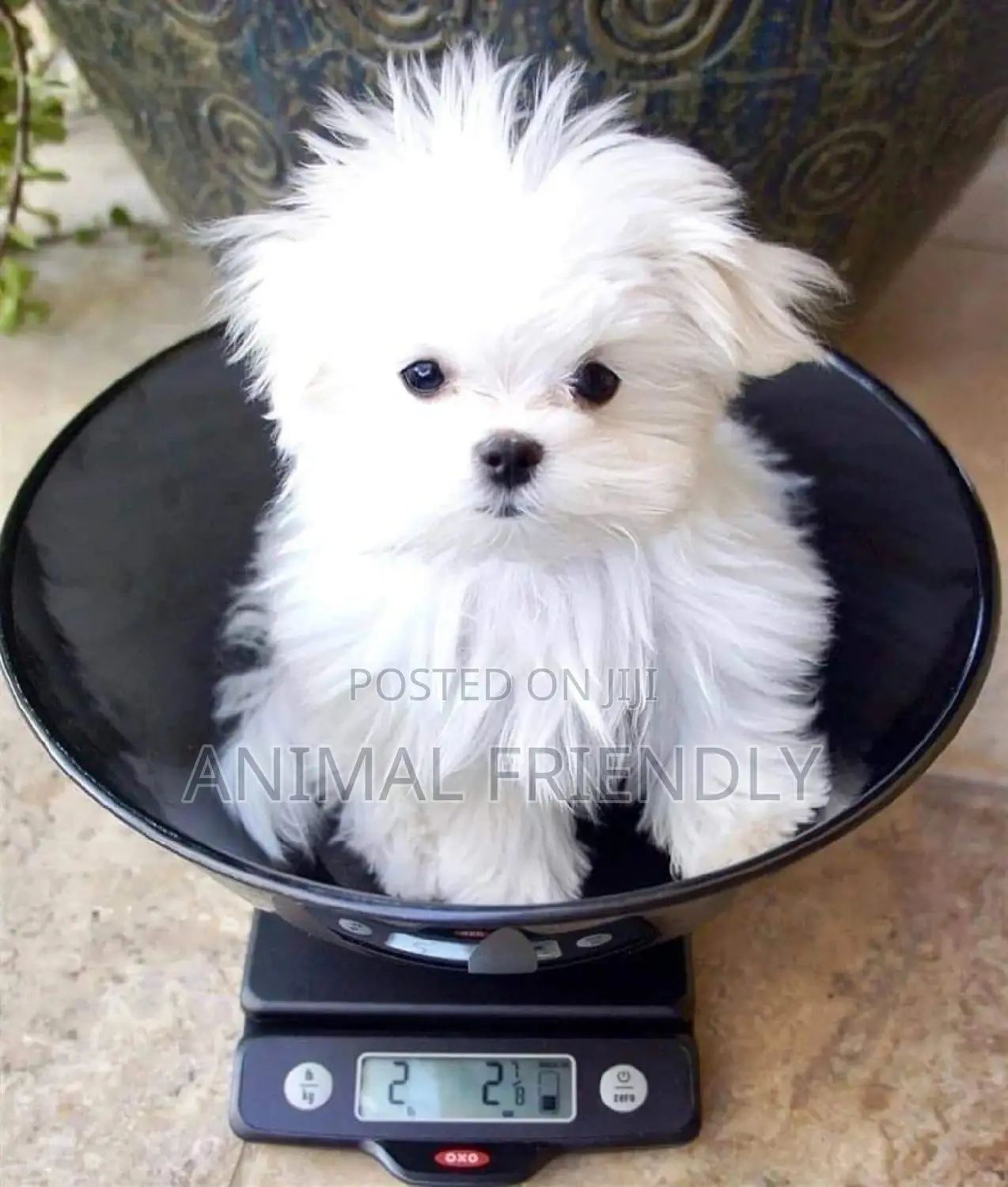 1-3 months Male Purebred Maltese