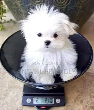1-3 months Male Purebred Maltese