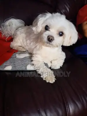 1-3 months Male Purebred Poodle