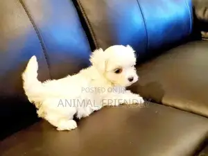 1-3 months Male Purebred Poodle