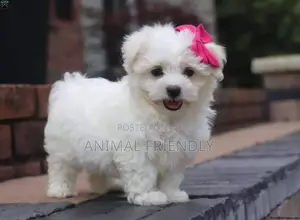 1-3 months Male Purebred Maltese