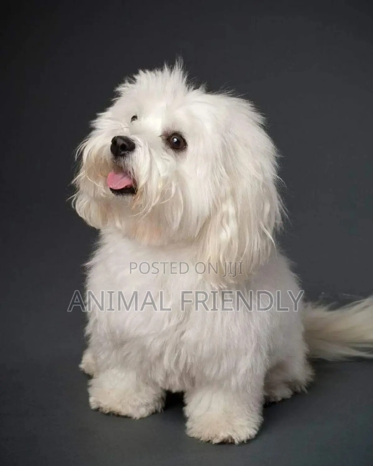 1-3 months Male Purebred Poodle