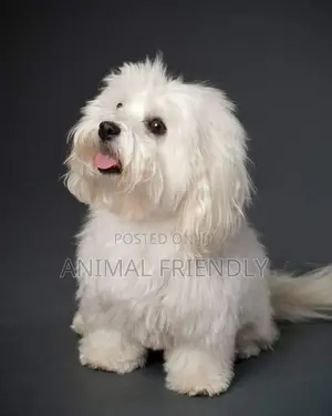 1-3 months Male Purebred Poodle