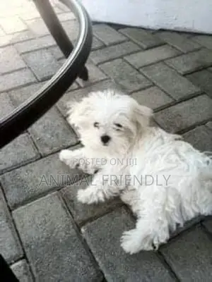 1-3 months Male Purebred Poodle
