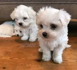 1-3 months Male Purebred Maltese