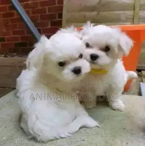1-3 months Male Purebred Maltese