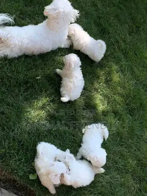 1-3 months Male Purebred Maltese