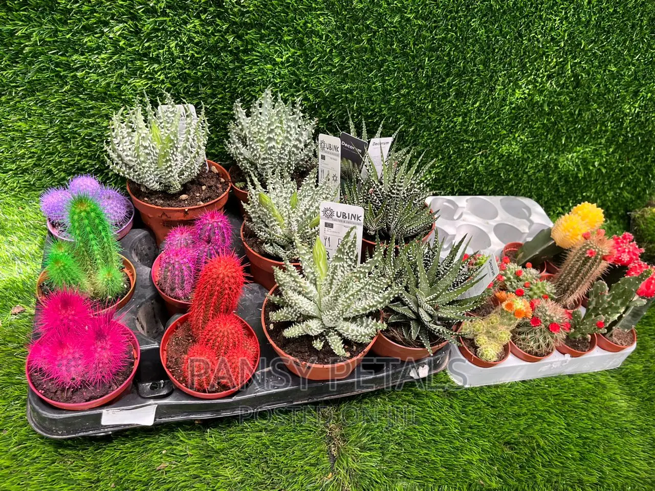 Cactus and Aloe for Sale