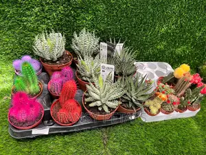 Cactus and Aloe for Sale