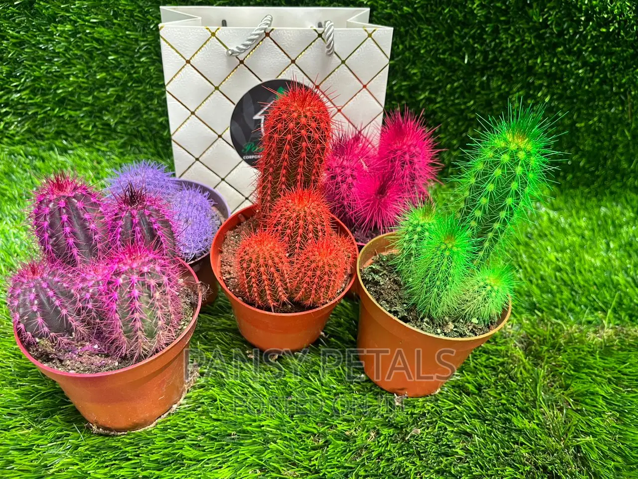 Cactus and Aloe for Sale