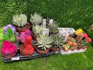 Cactus and Aloe for Sale
