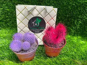 Cactus and Aloe for Sale