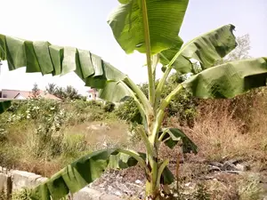 8 Acres of Land at Tema Community 3