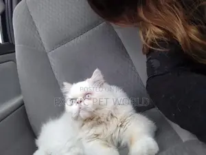 3-6 months Male Purebred Persian