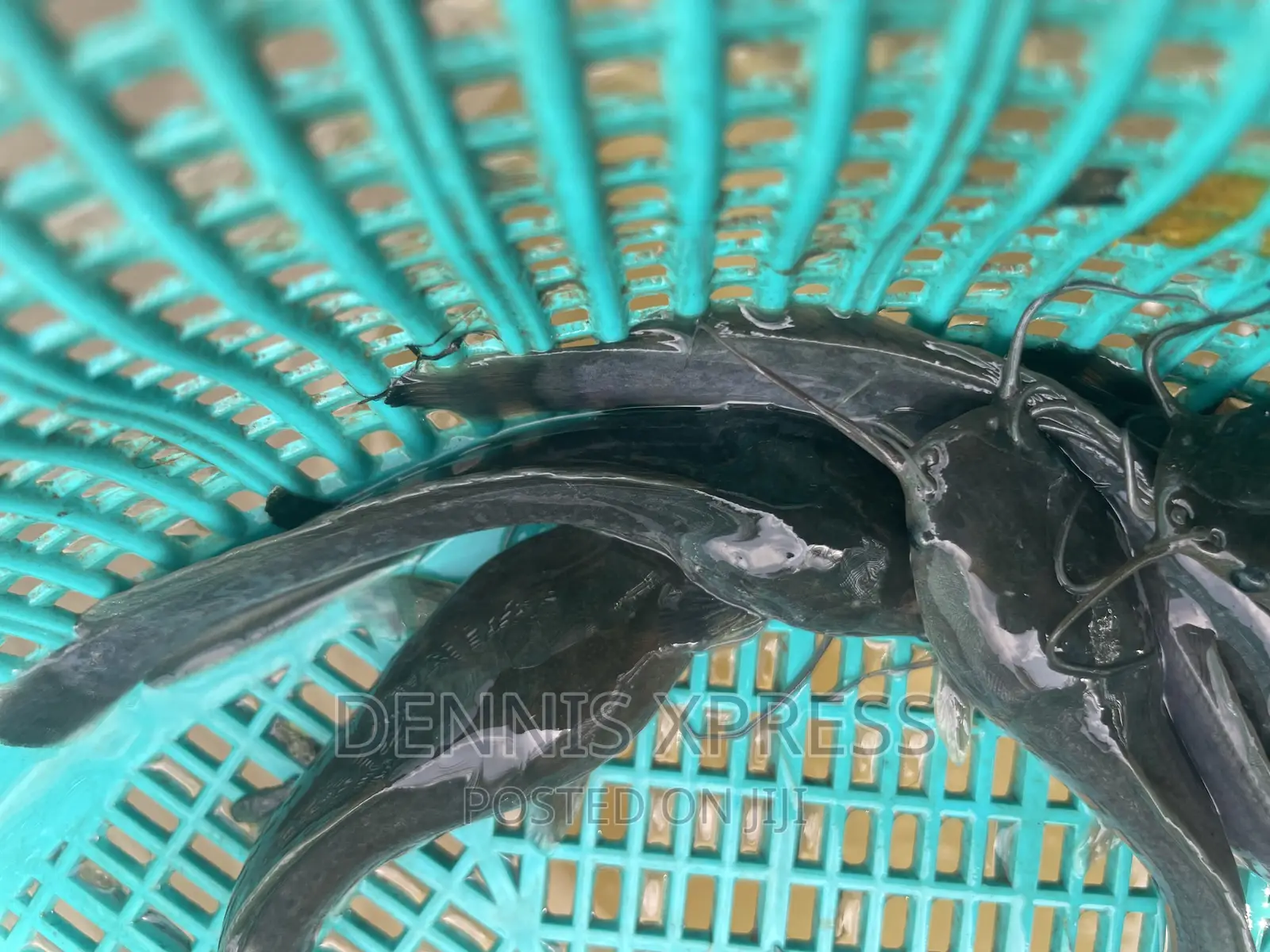 Catfish Jumbo Length(10cm-12cm)