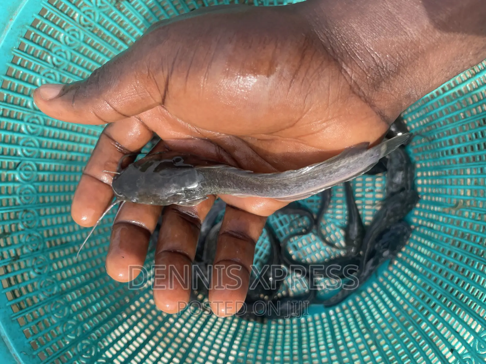Catfish Jumbo Length(10cm-12cm)