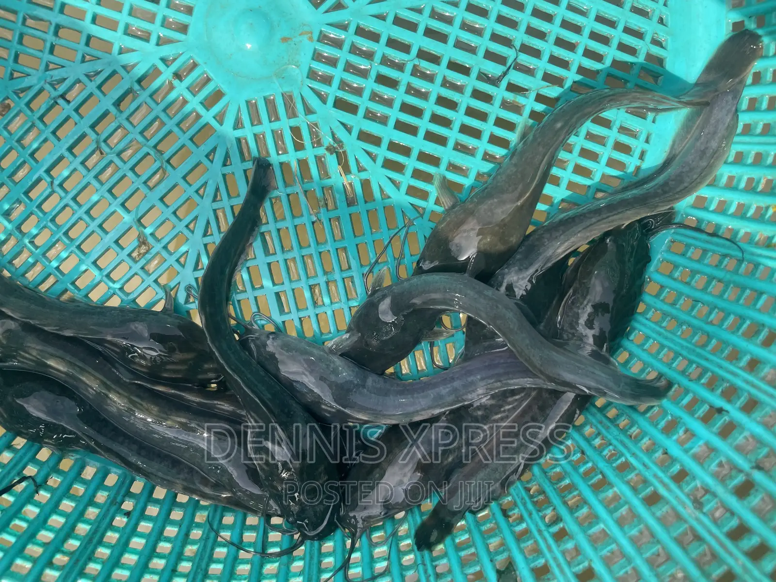 Catfish Jumbo Length(10cm-12cm)