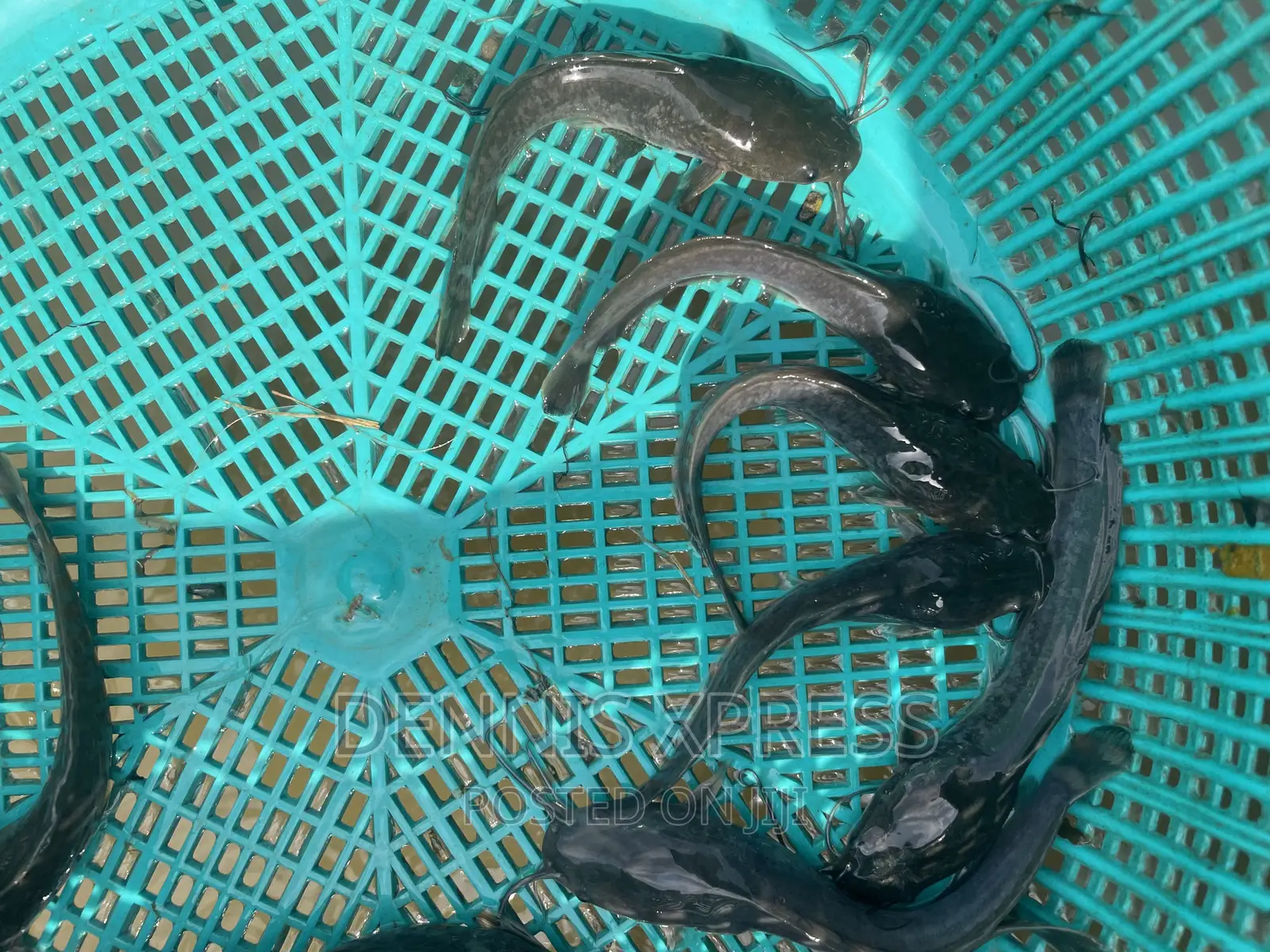 Catfish Jumbo Length(10cm-12cm)
