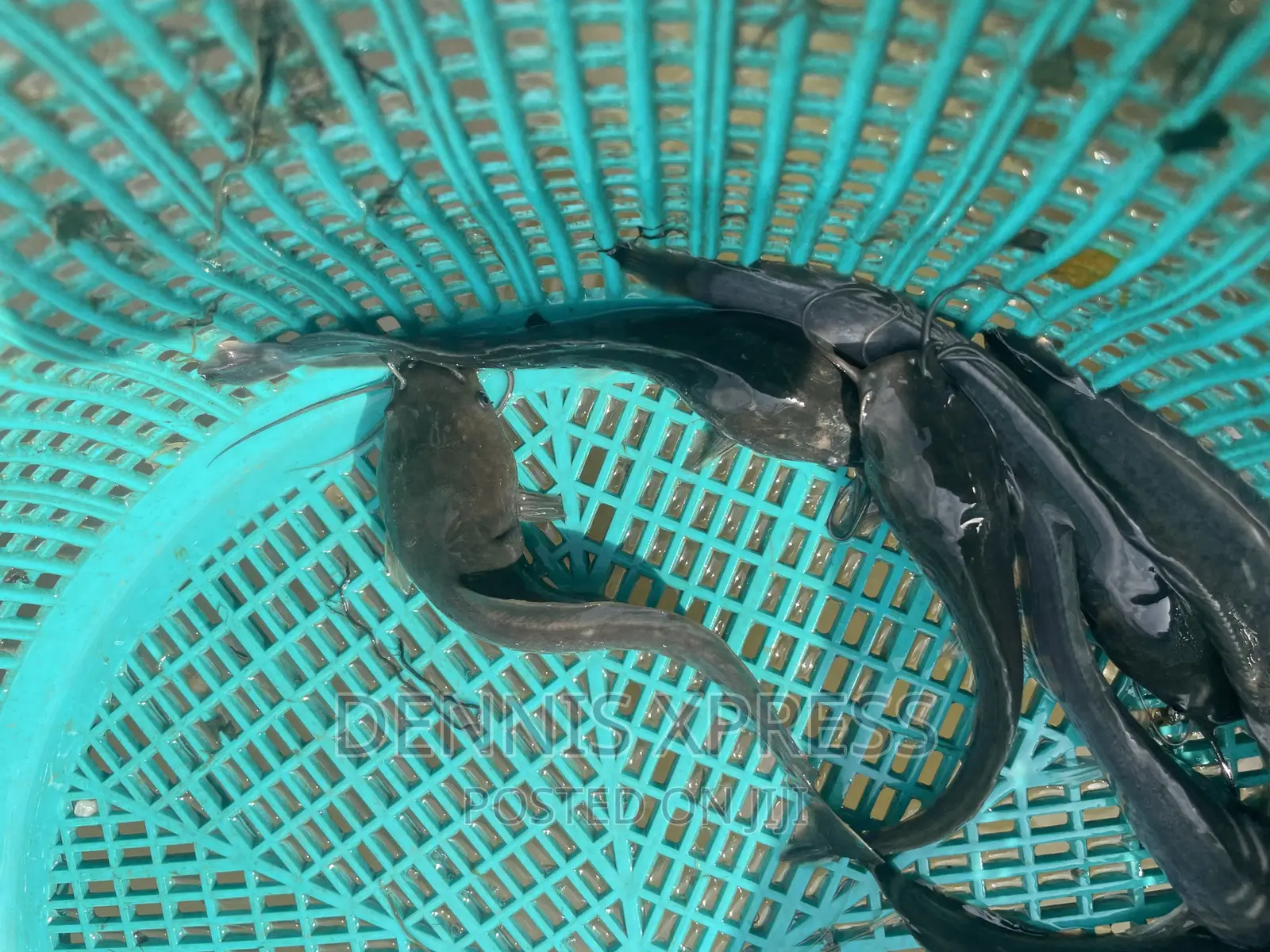 Catfish Jumbo Length(10cm-12cm)