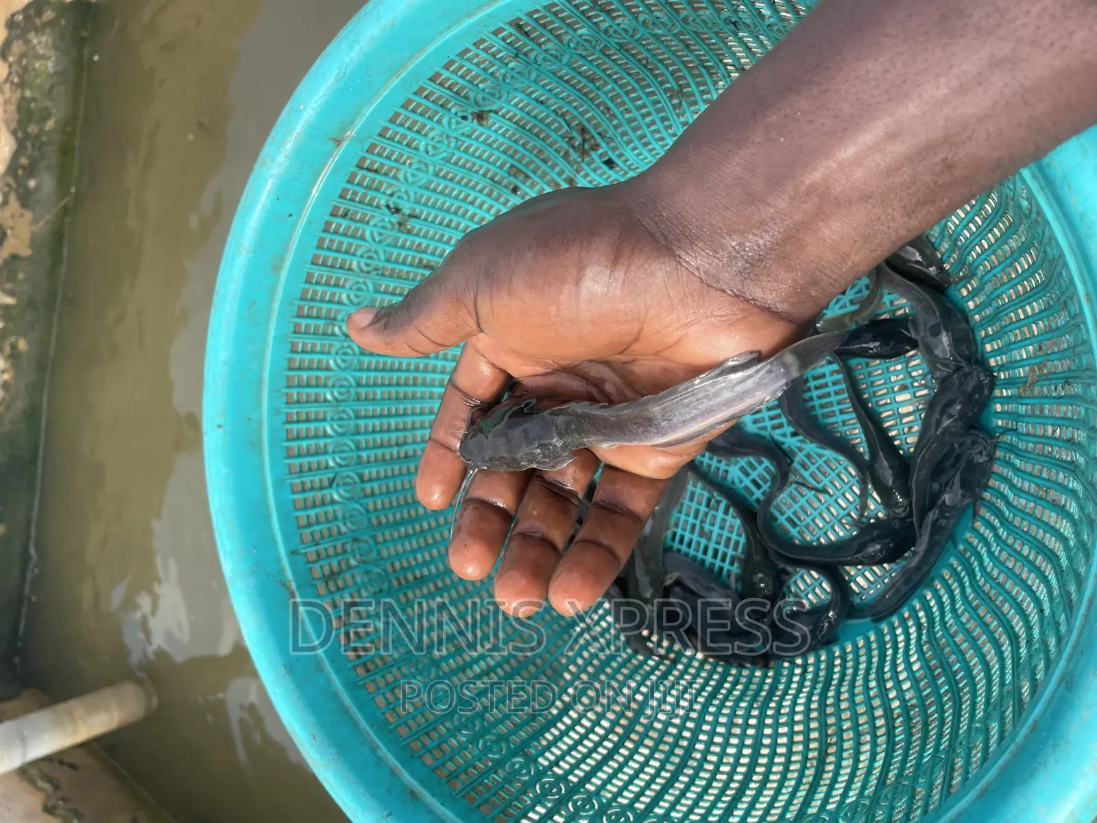 Catfish Jumbo Length(10cm-12cm)