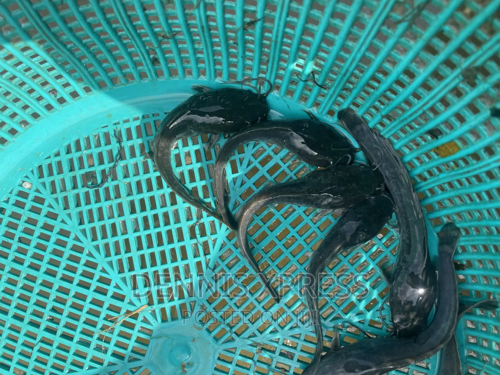 Catfish Jumbo Length(10cm-12cm)