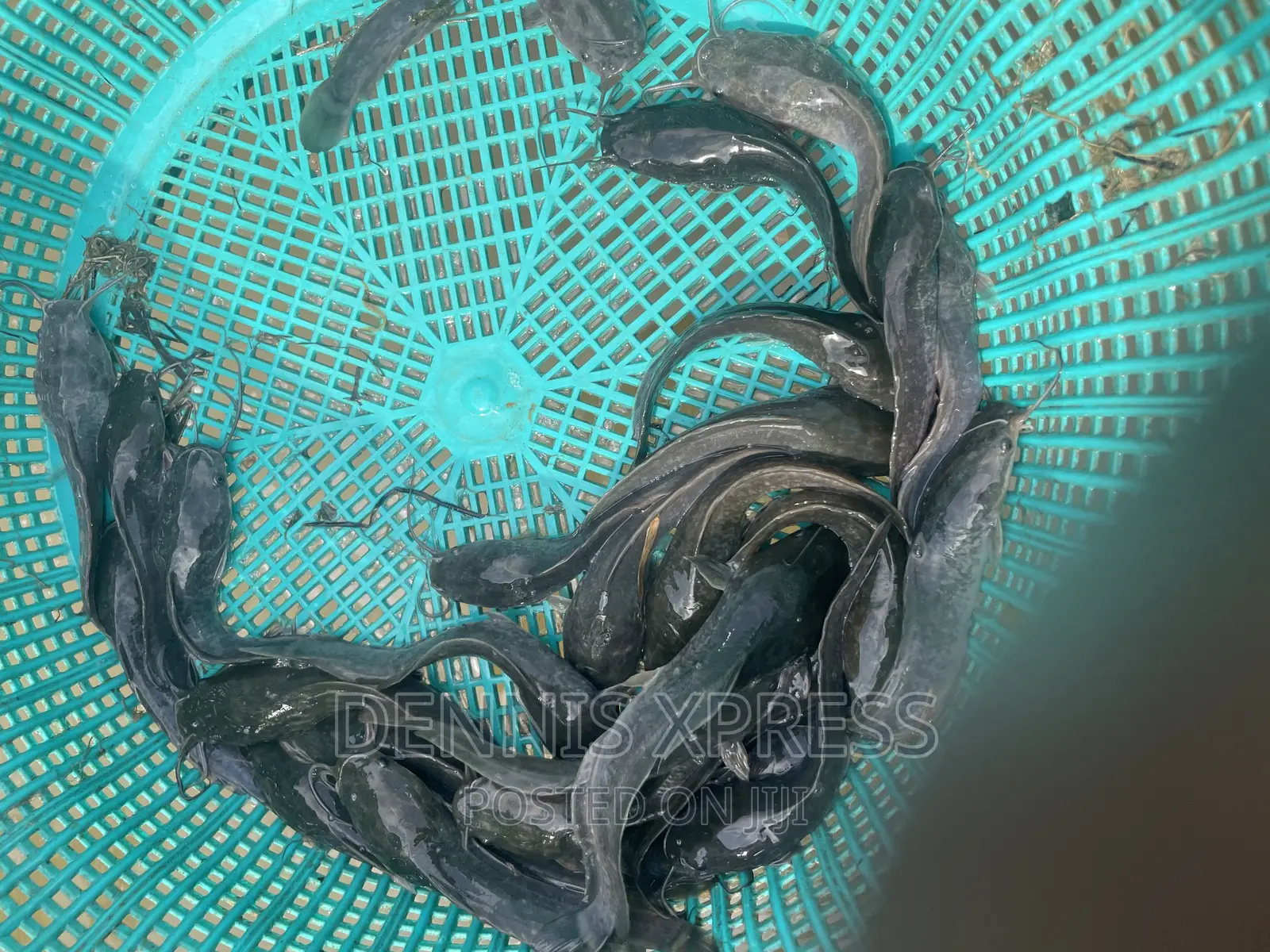 Catfish Jumbo Length(10cm-12cm)