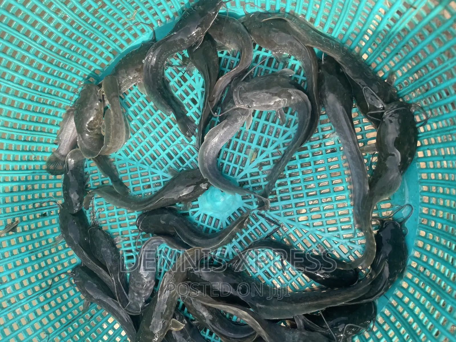 Catfish Jumbo Length(10cm-12cm)