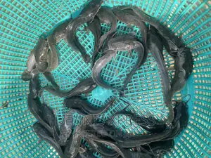 Catfish Jumbo Length(10cm-12cm)