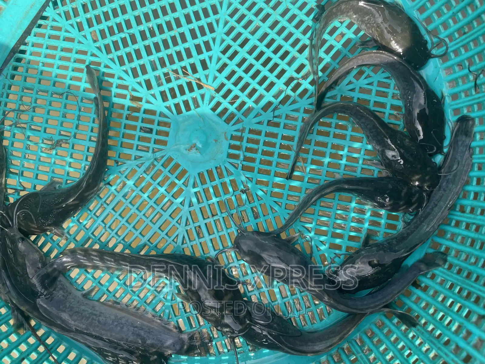Catfish Jumbo Length(10cm-12cm)