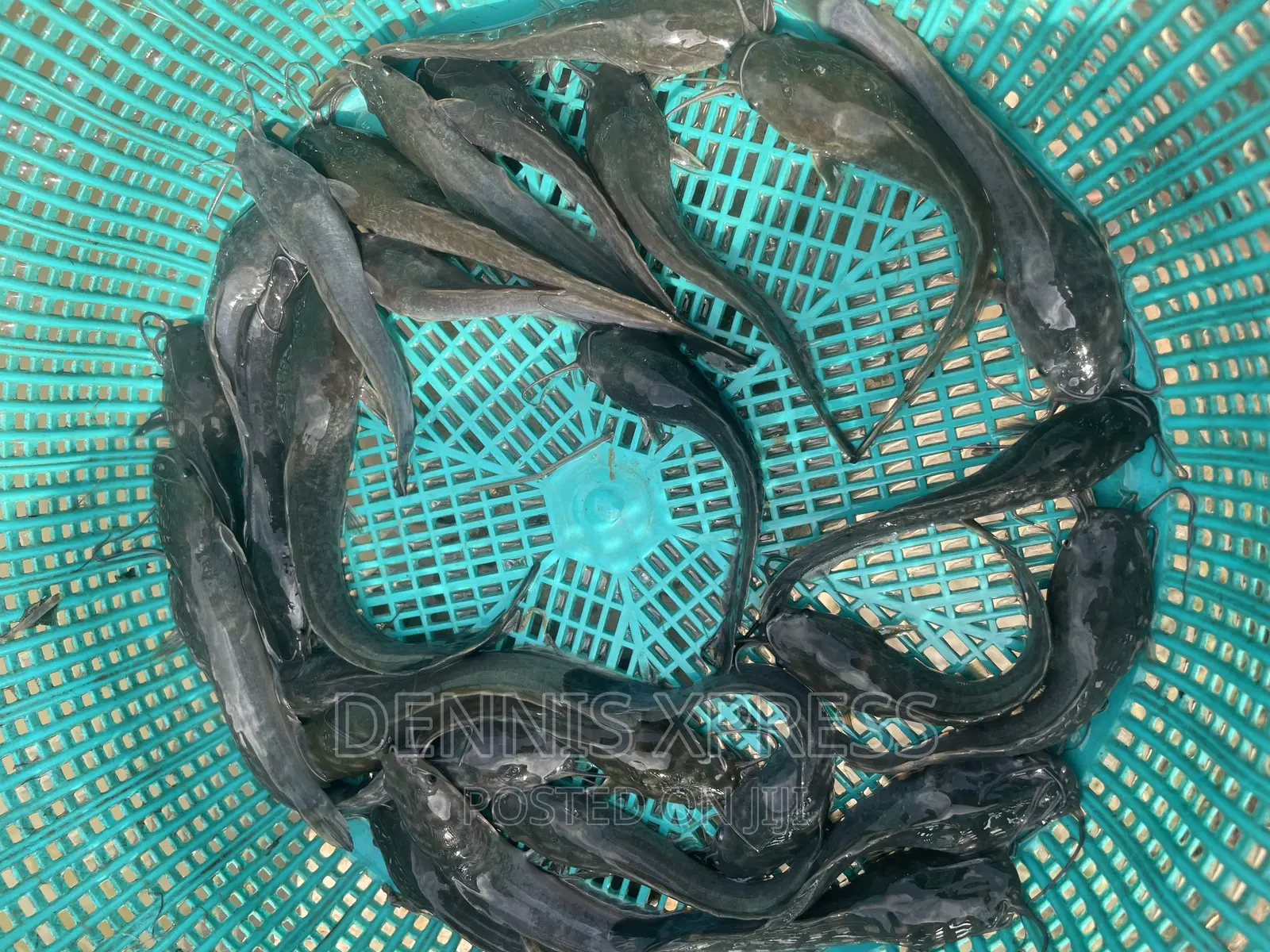 Catfish Jumbo Length(10cm-12cm)