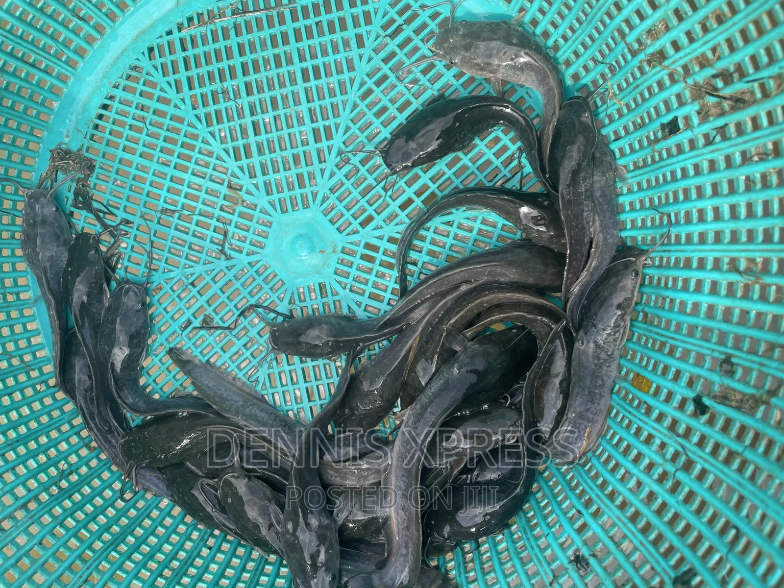 Catfish Jumbo Length(10cm-12cm)