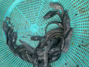 Catfish Jumbo Length(10cm-12cm)