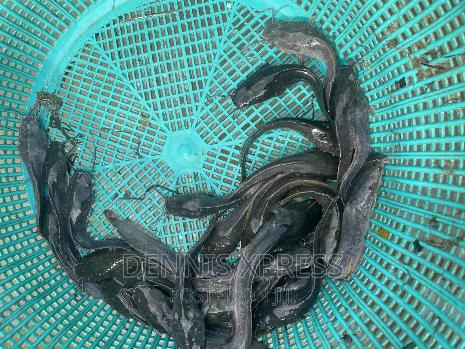 Catfish Jumbo Length(10cm-12cm)