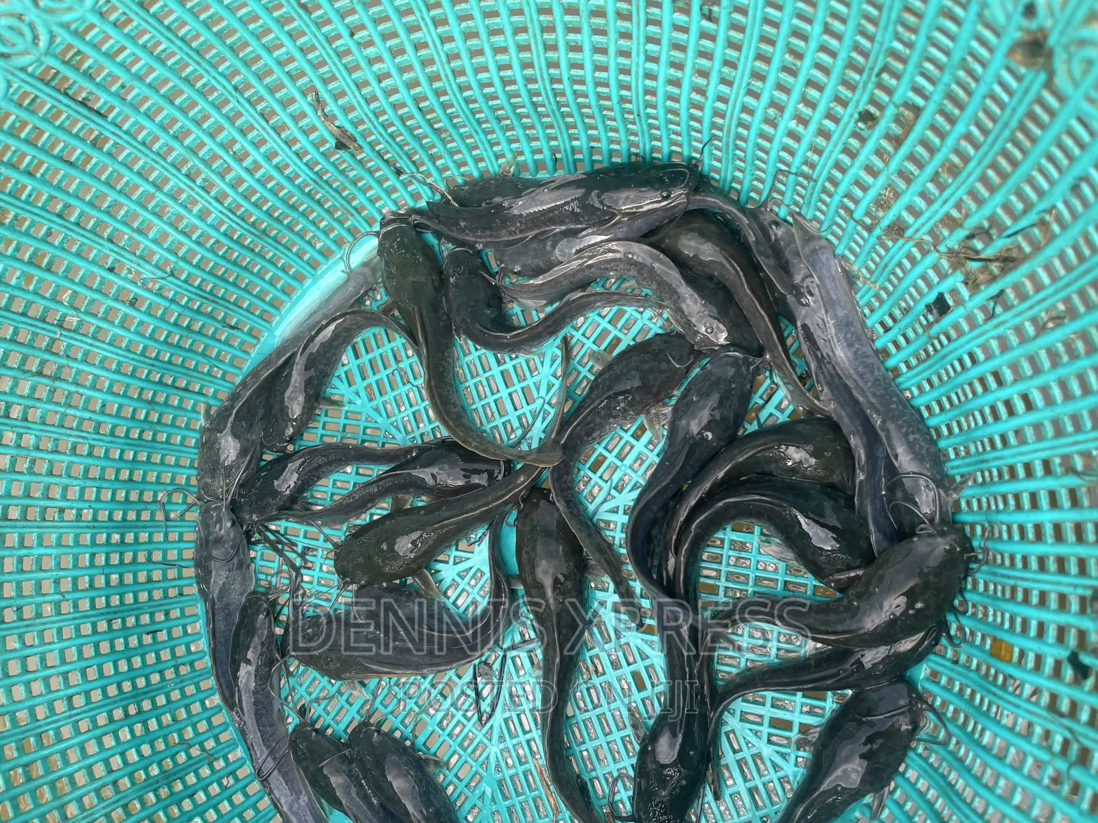 Catfish Jumbo Length(10cm-12cm)