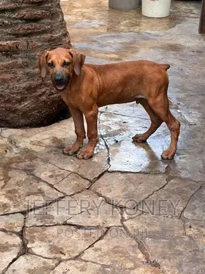 3-6 months Male Purebred Boerboel