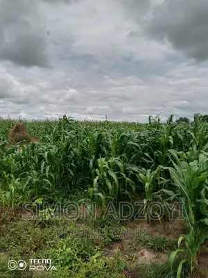 10,000 Acres of Farm Land for Sale or Lease
